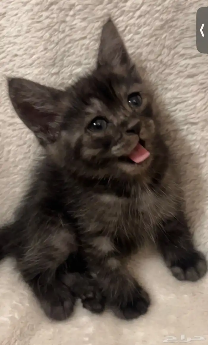 قطط شيرازي هجين برتش للبيع مو للتبني 2