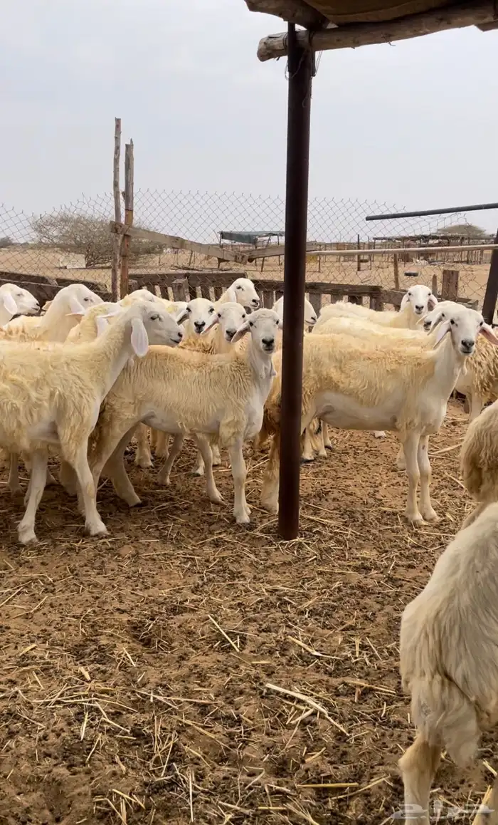 رخال حريه للبيع 3