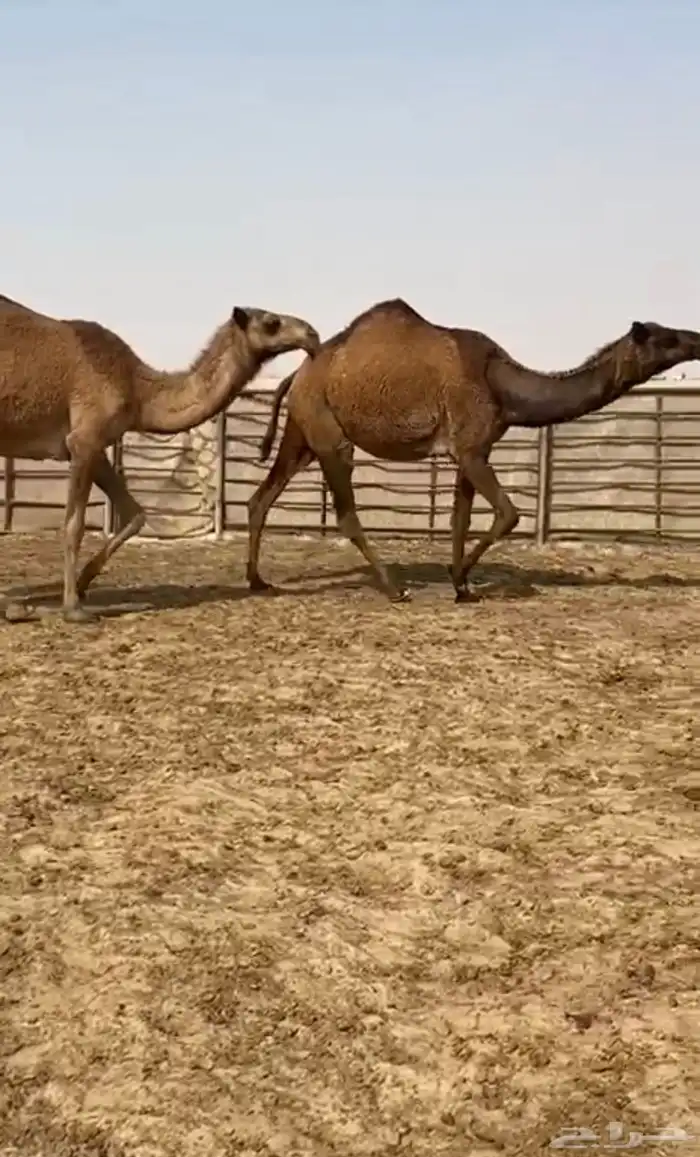 بكار صفر طيبه 3