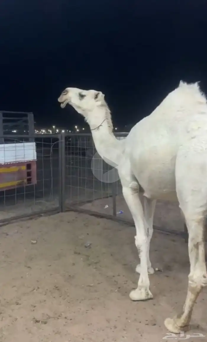 للبيع ضريبه نادره 0