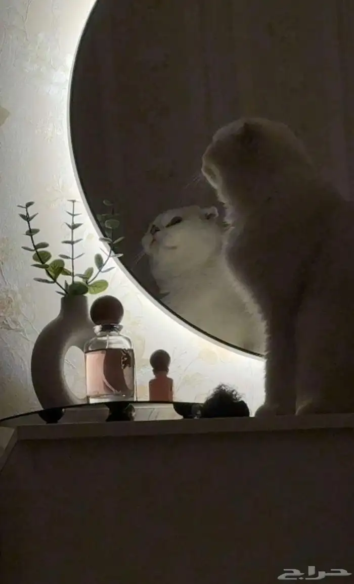 قطة سكوتش فولد 0