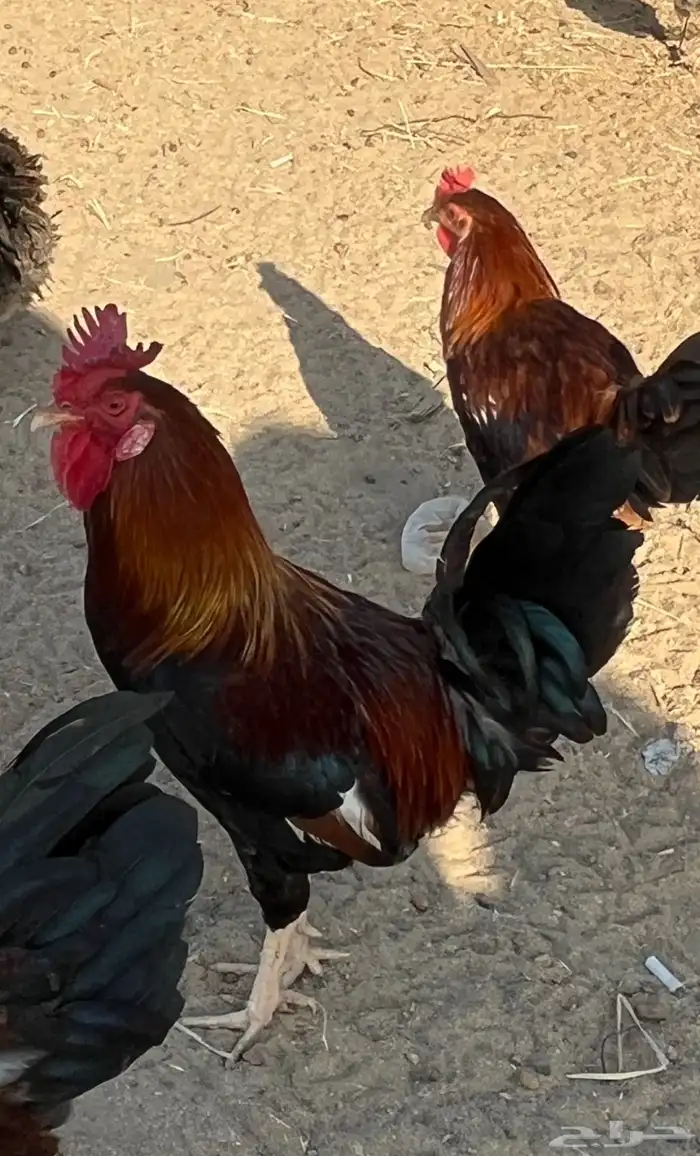 ديك عربي اصيل تراثي ( تاج ) 3