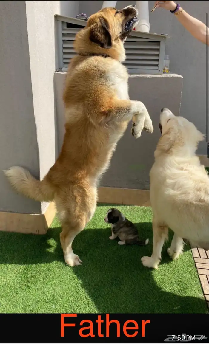 جرو قوقاز أبطال للبيع 0