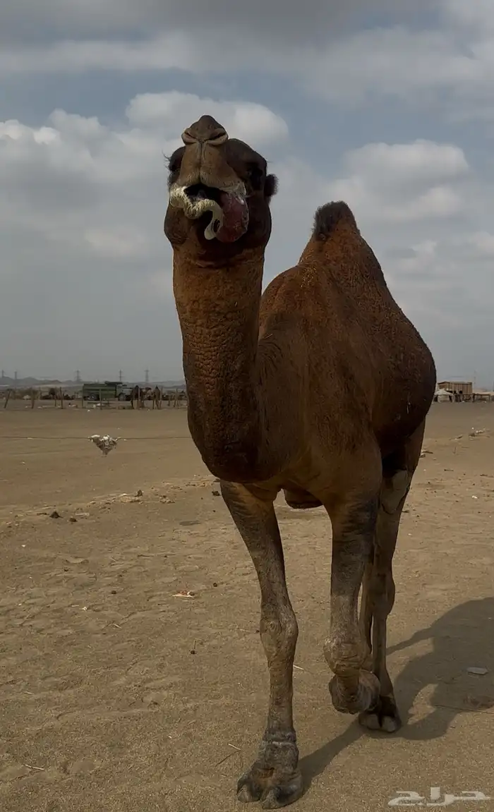 بعير حمر الدهم عكش مشروط 5