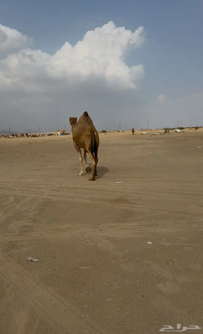 لقحه للبيع 2