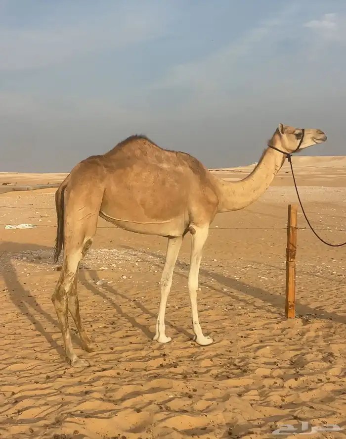 عشراء مهجنه ثنو طيبه 0