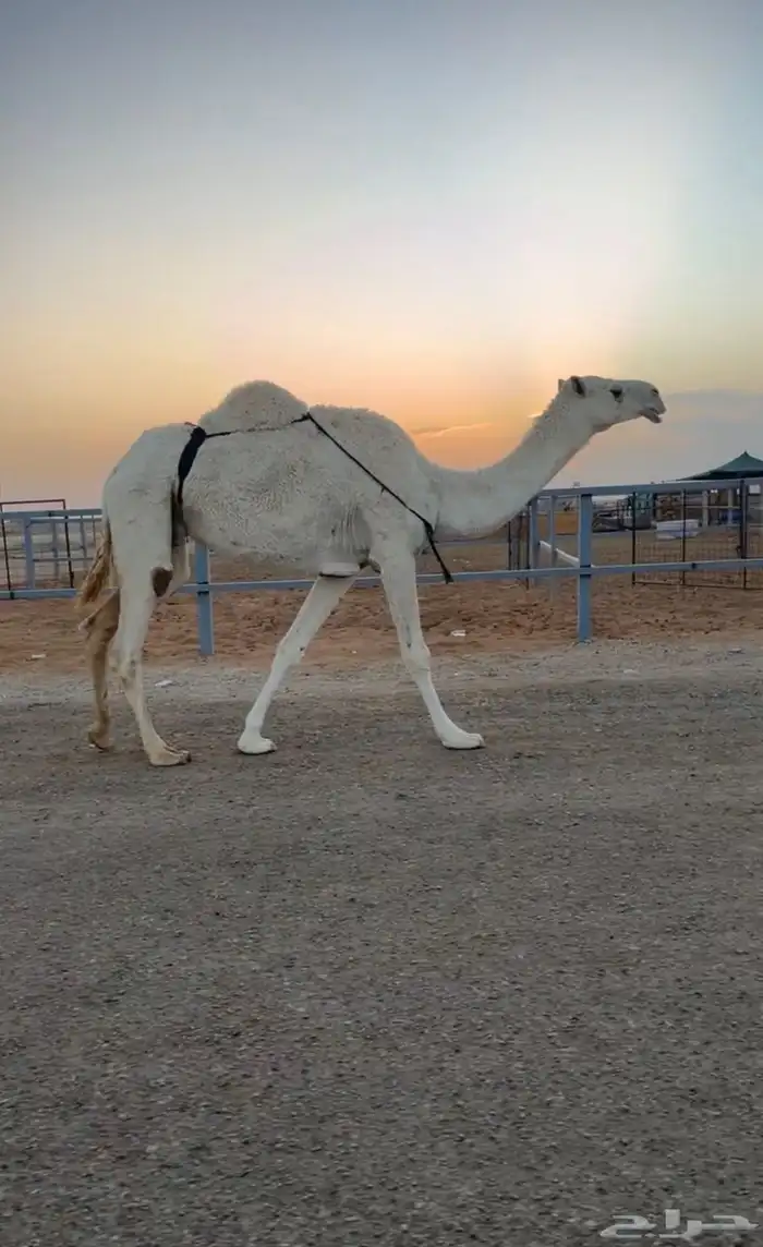 ضريبه وضحى كفو 2