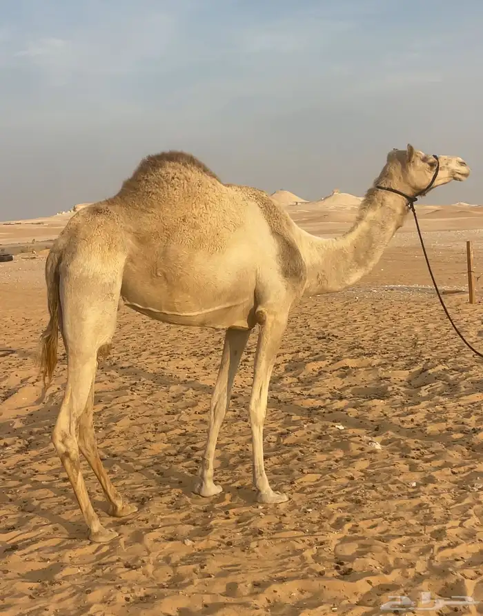 سودانيه عشراء جاهز للظراب 1