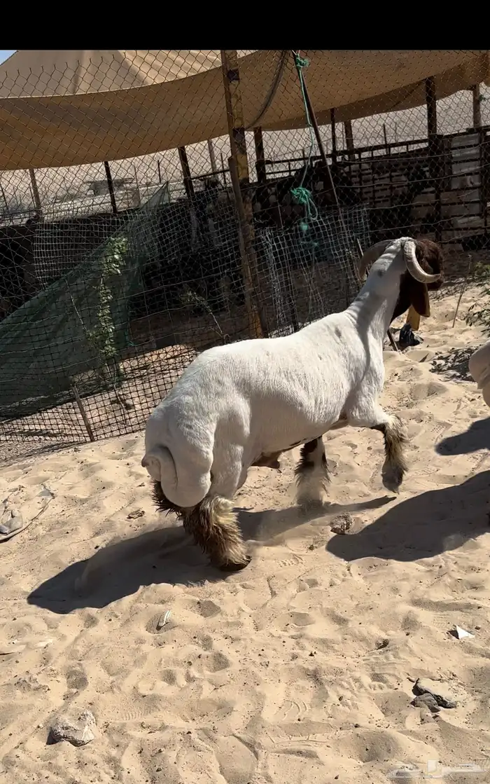 جذع نعيم طيب 3