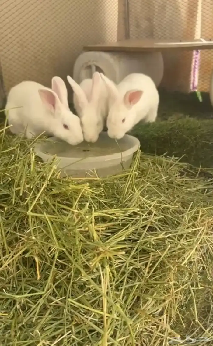 أرانب فرنسيه ذكر 2اناثي 1