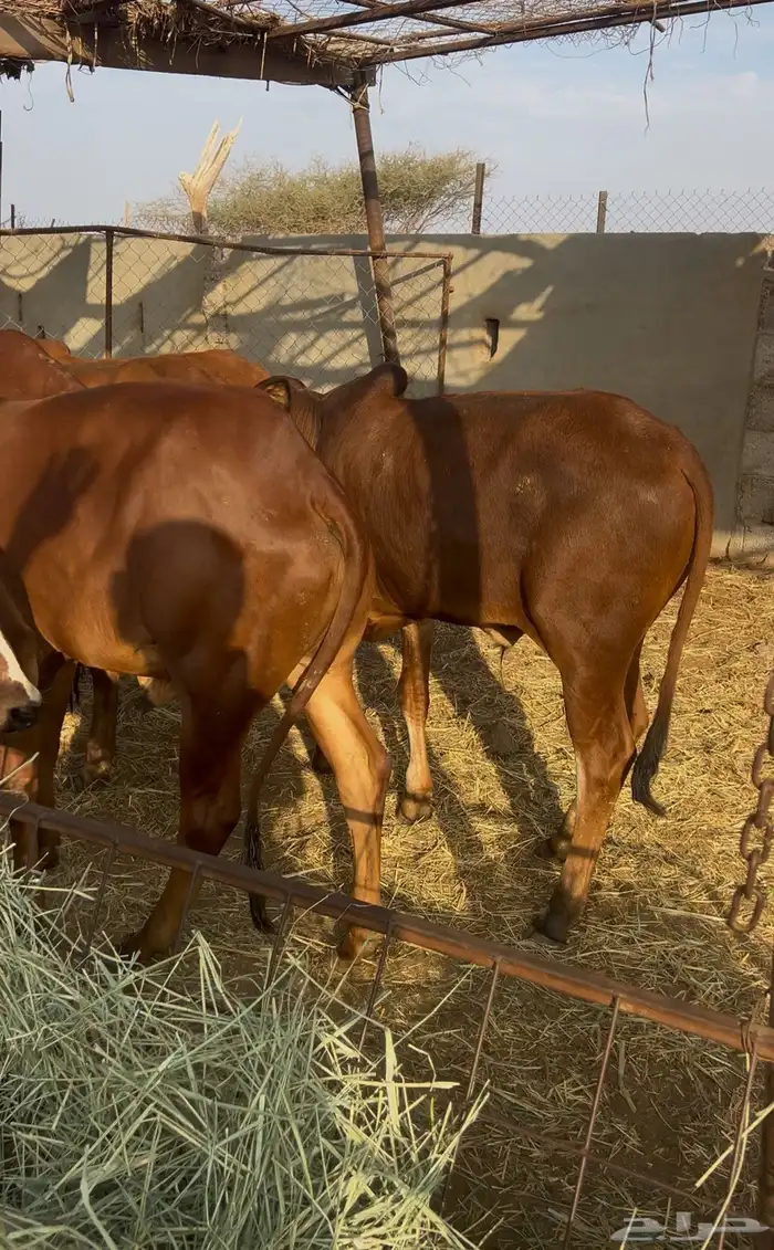 حسلان بلدي دهم 4