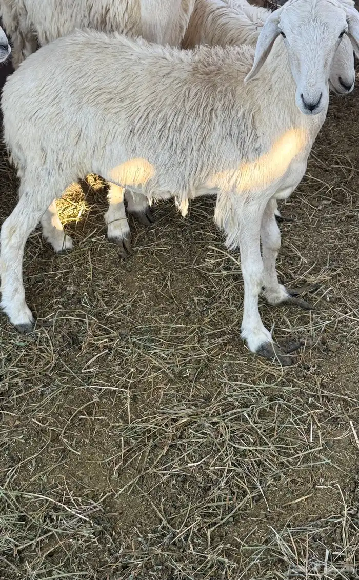 رخال وطليان 0