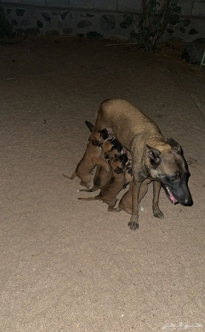 جرو مالينو هجين 0