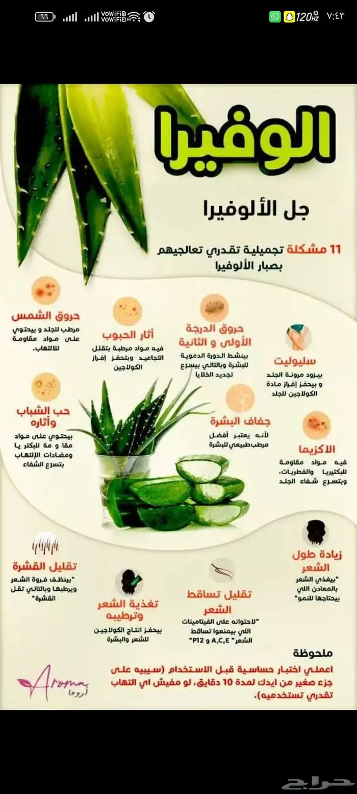 صبار الوفيرا شتلات 0