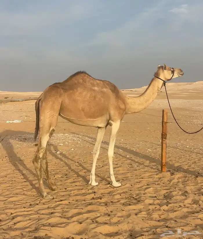 عشراء مهجنه ثنو طيبه 1