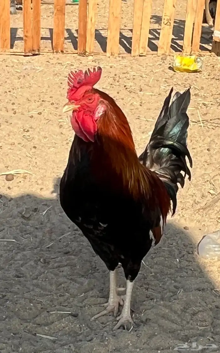 ديك عربي اصيل تراثي ( تاج ) 0