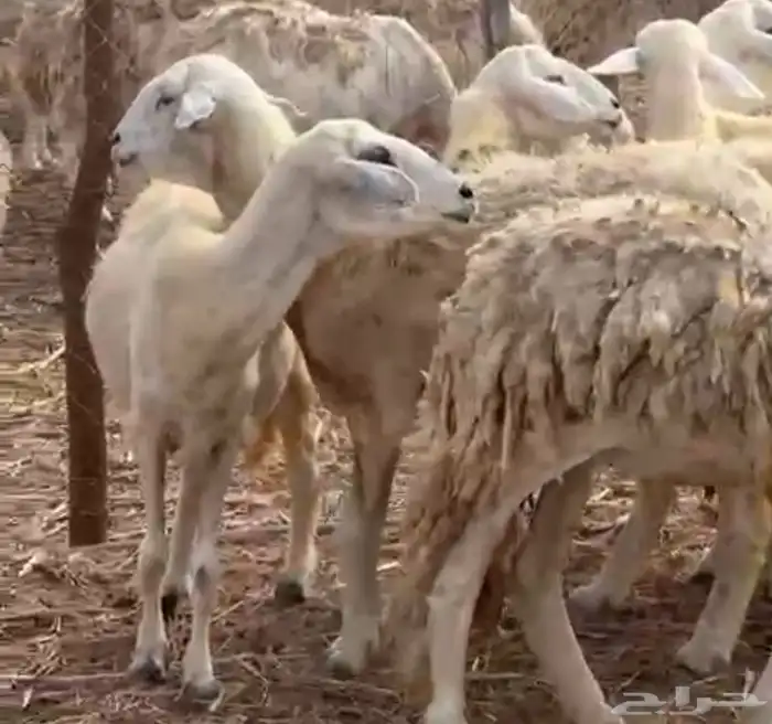 ضان مقاني اسنان متنوعة القنفذة 0