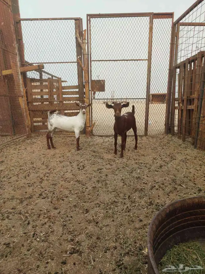 للبيع بهم معزا محليات وبشيات شرط الصحة 0