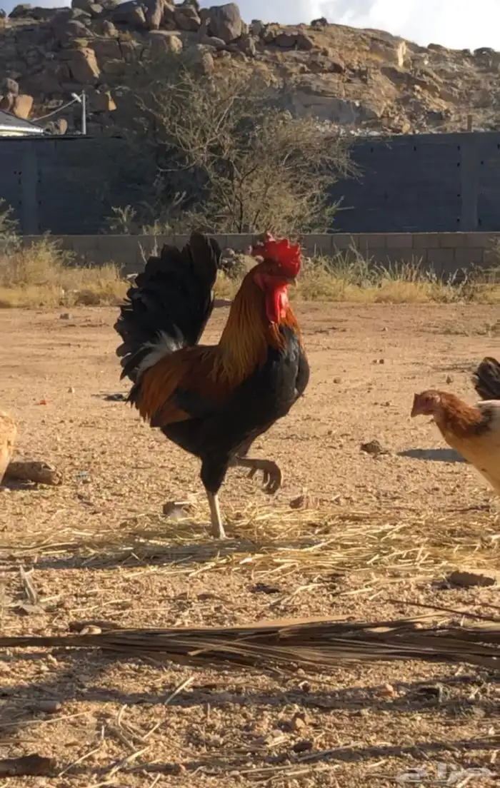 ديك عربي منتج للبيع 3