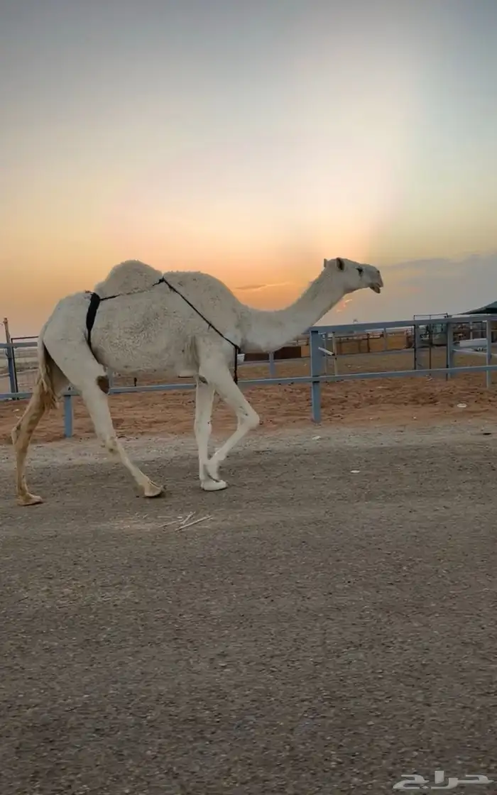 ضريبه وضحى كفو 1