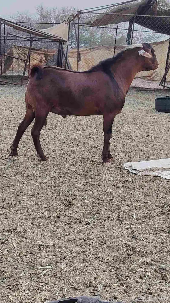 فحل أدهم عرض رقم (3) 4