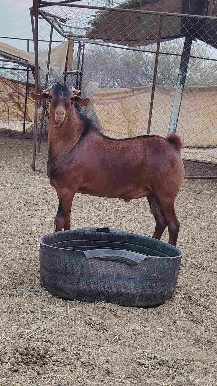 فحل أدهم عرض رقم (3) 3