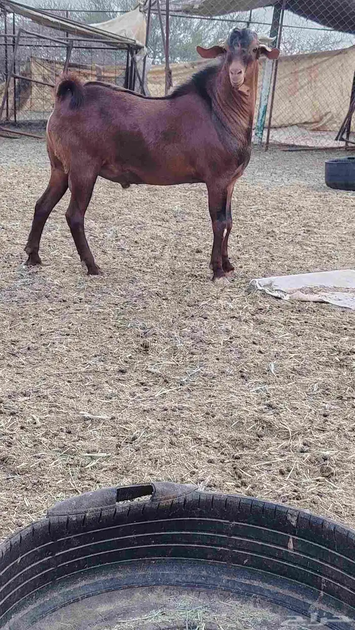 فحل أدهم عرض رقم (3) 5