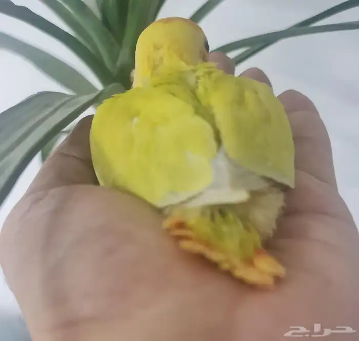 فرخ روز مميز اورانج فيس سينامون اليف ( متوفر تابي و تمارا ) 1