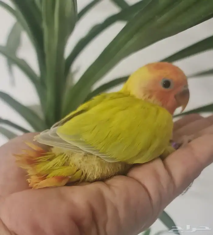 فرخ روز مميز اورانج فيس سينامون اليف ( متوفر تابي و تمارا ) 0