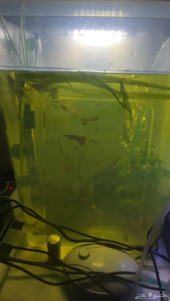 اسماك جوبي وهارلي كوين راسبورا 5