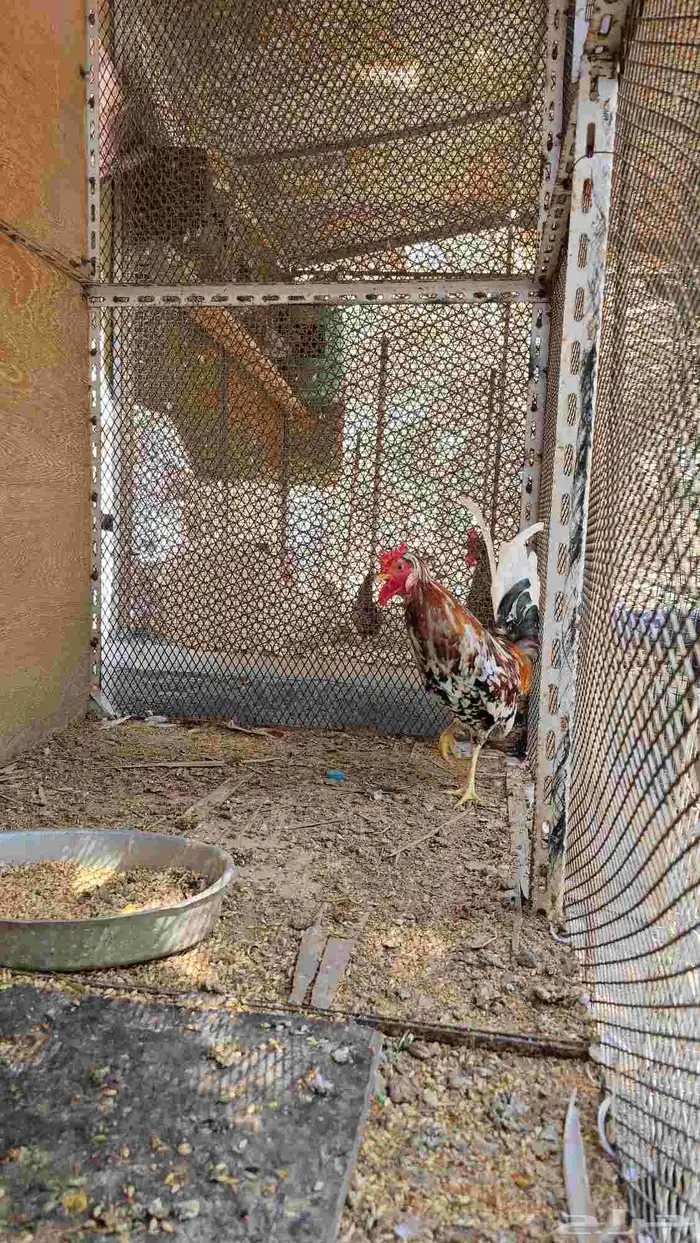 للبيع ديك ترثه 1