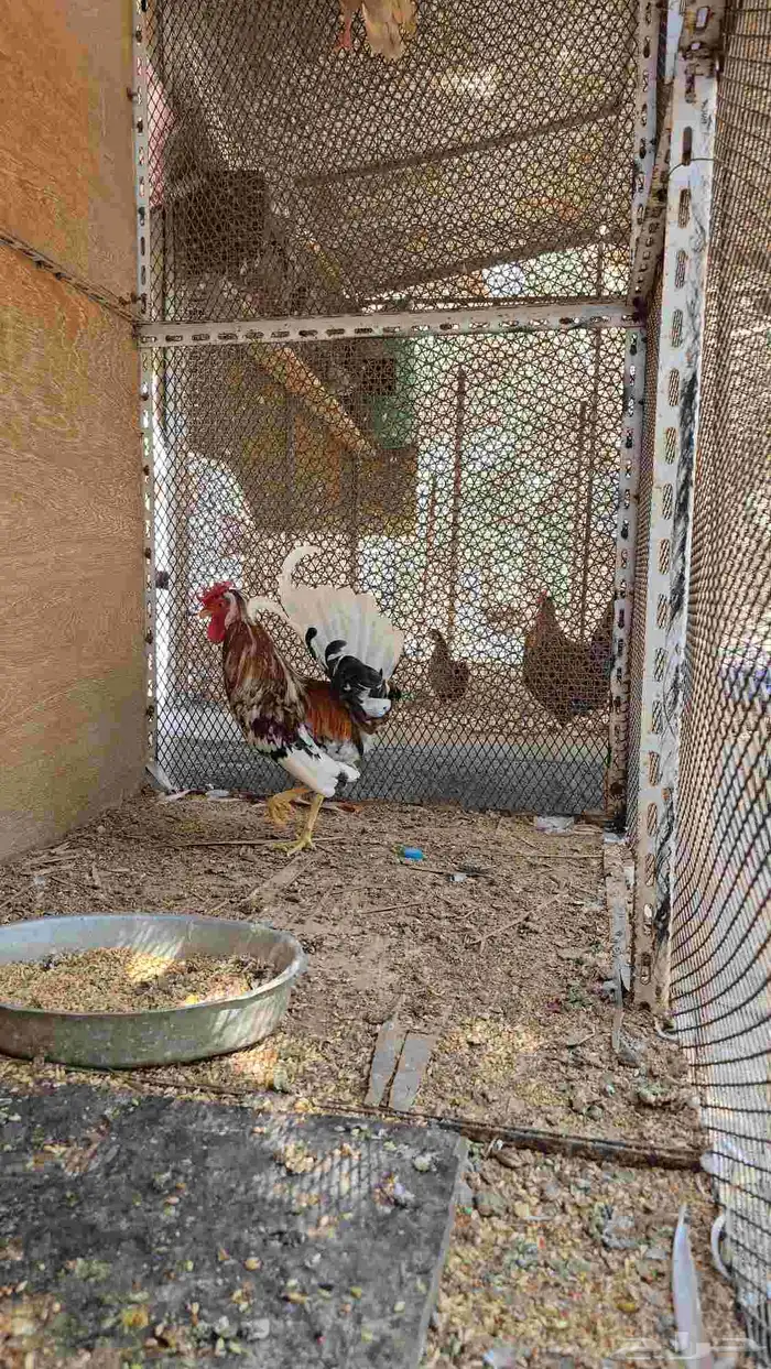 للبيع ديك ترثه 2