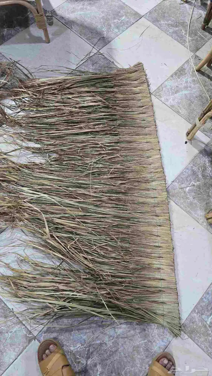 خيزران الباكستاني 6