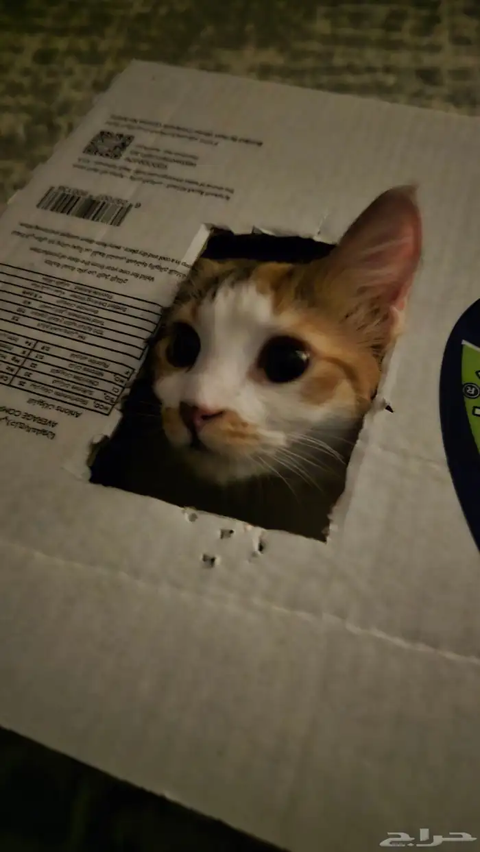 قطه للتبني معقمه 4