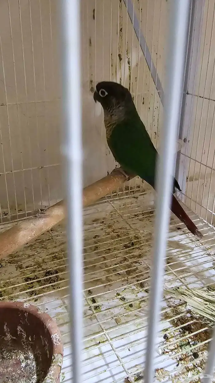 زوج كنيور اناناس   هدشيك 3