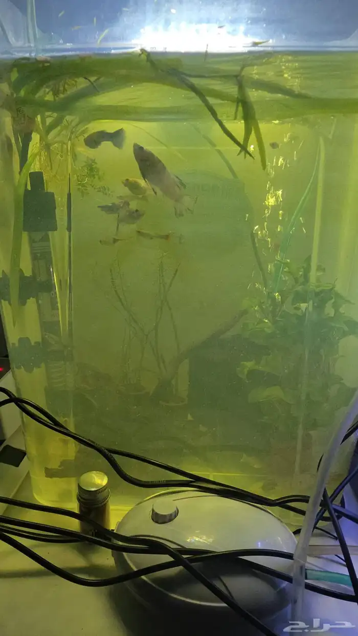 اسماك جوبي وهارلي كوين راسبورا 3