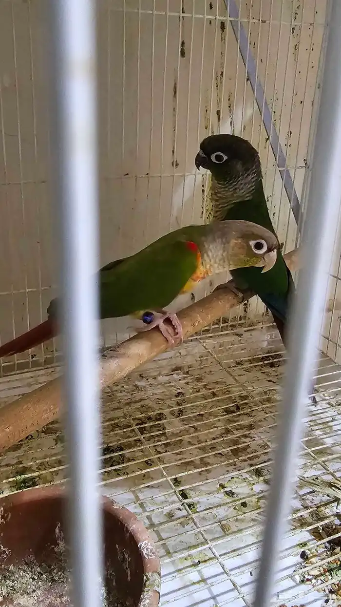 زوج كنيور اناناس   هدشيك 0