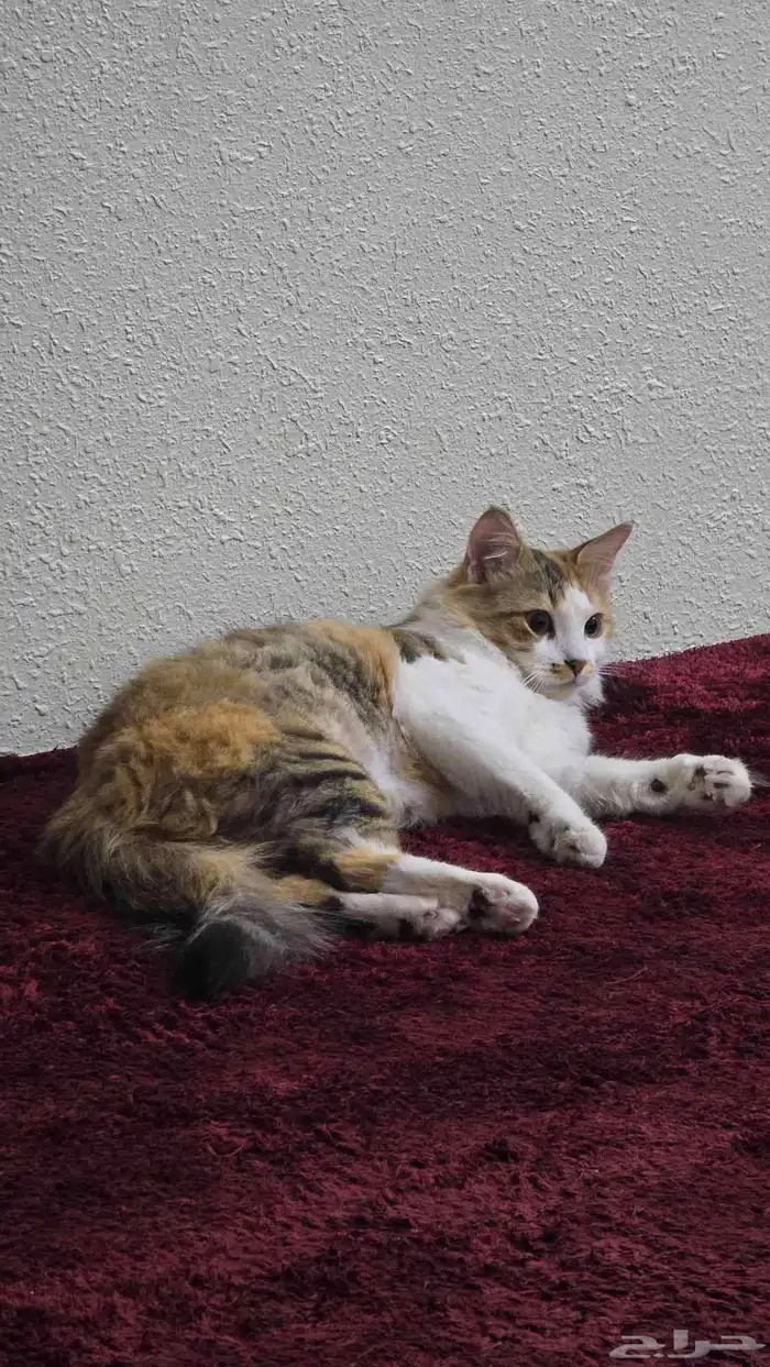 قطه للتبني معقمه 1