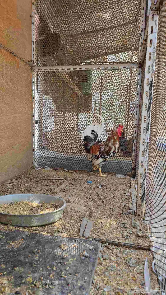 للبيع ديك ترثه 3