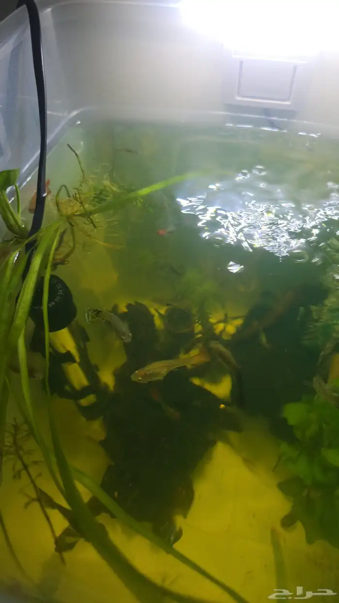 اسماك جوبي وهارلي كوين راسبورا 4