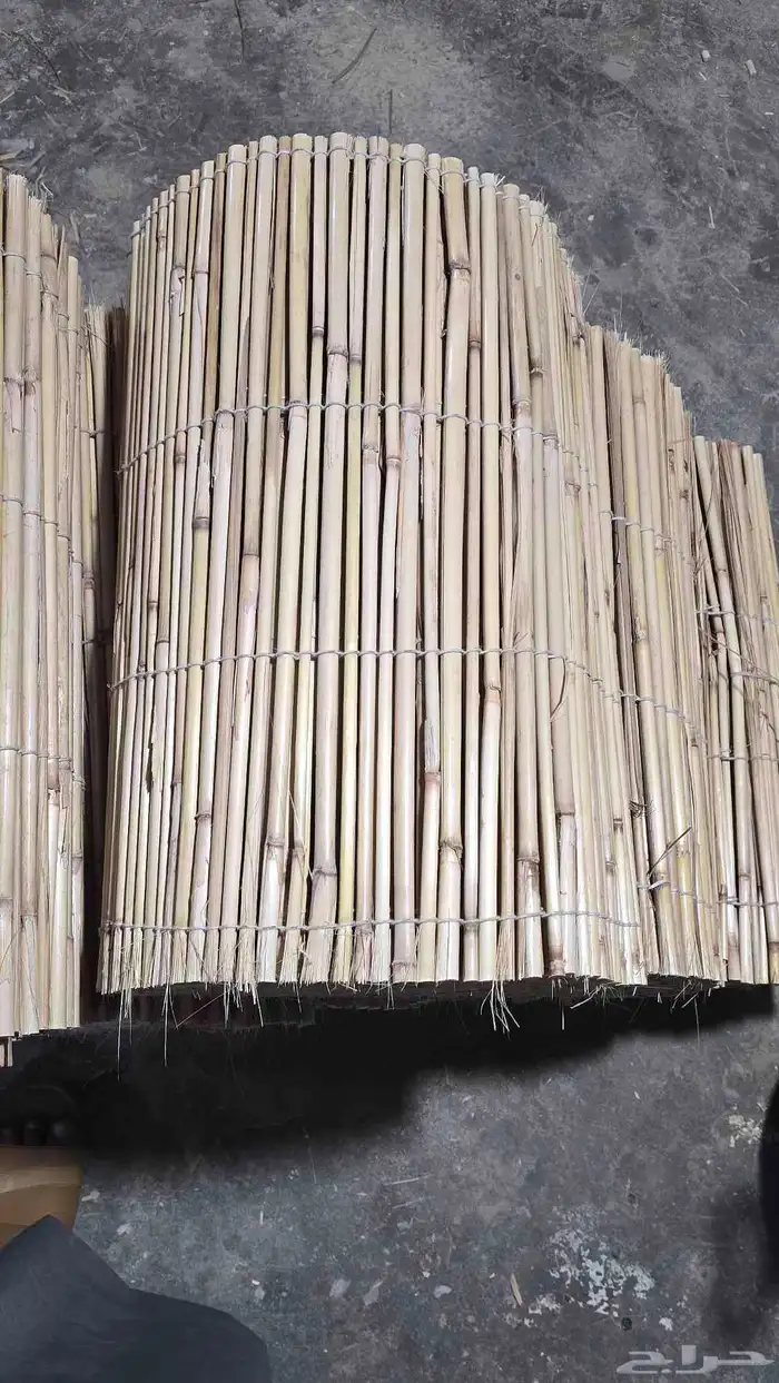 خيزران الباكستاني 3