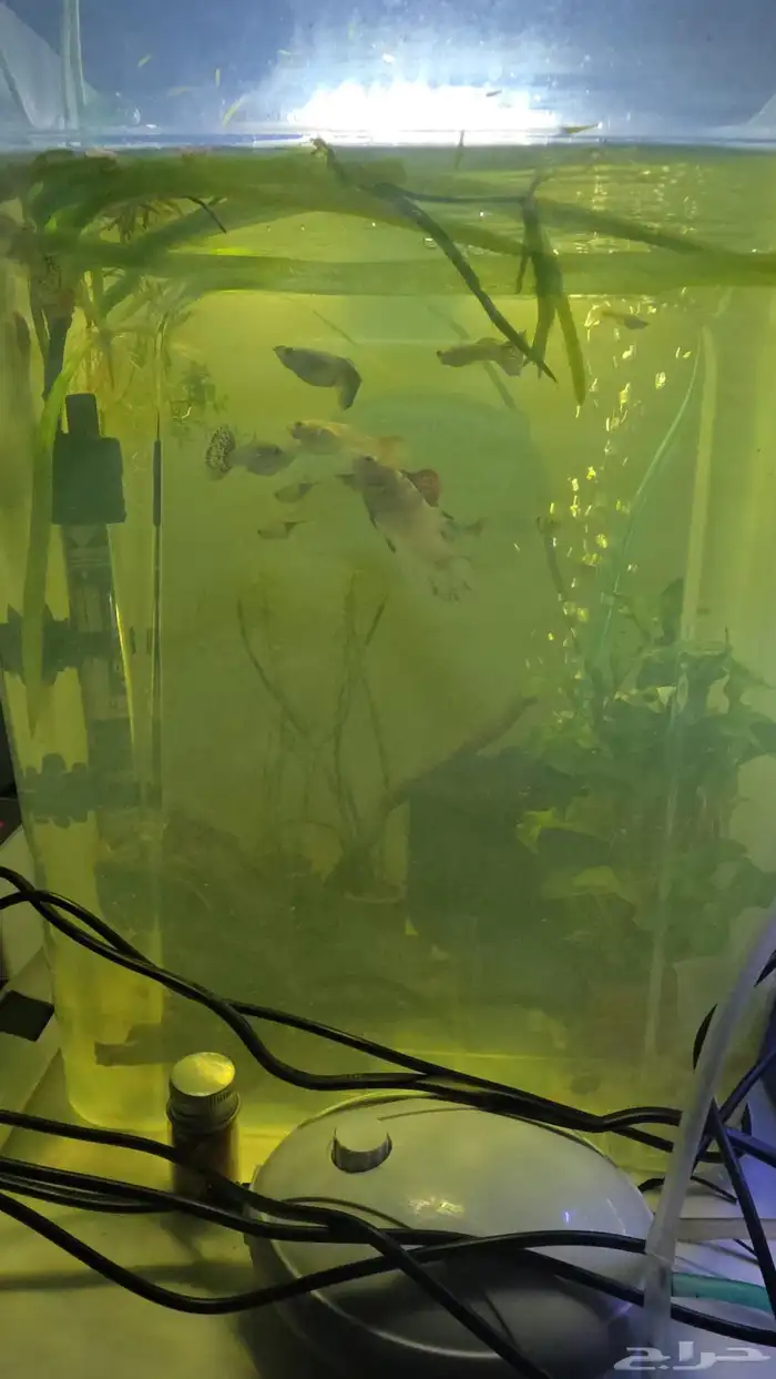 اسماك جوبي وهارلي كوين راسبورا 2