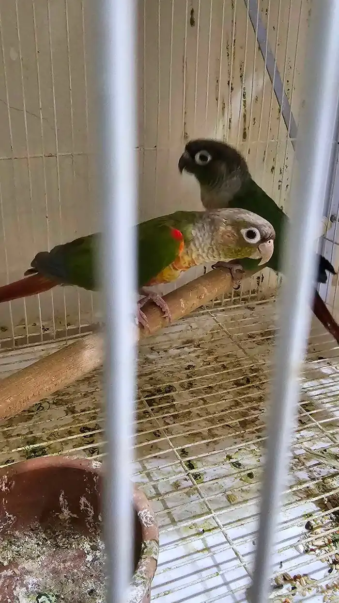 زوج كنيور اناناس   هدشيك 1