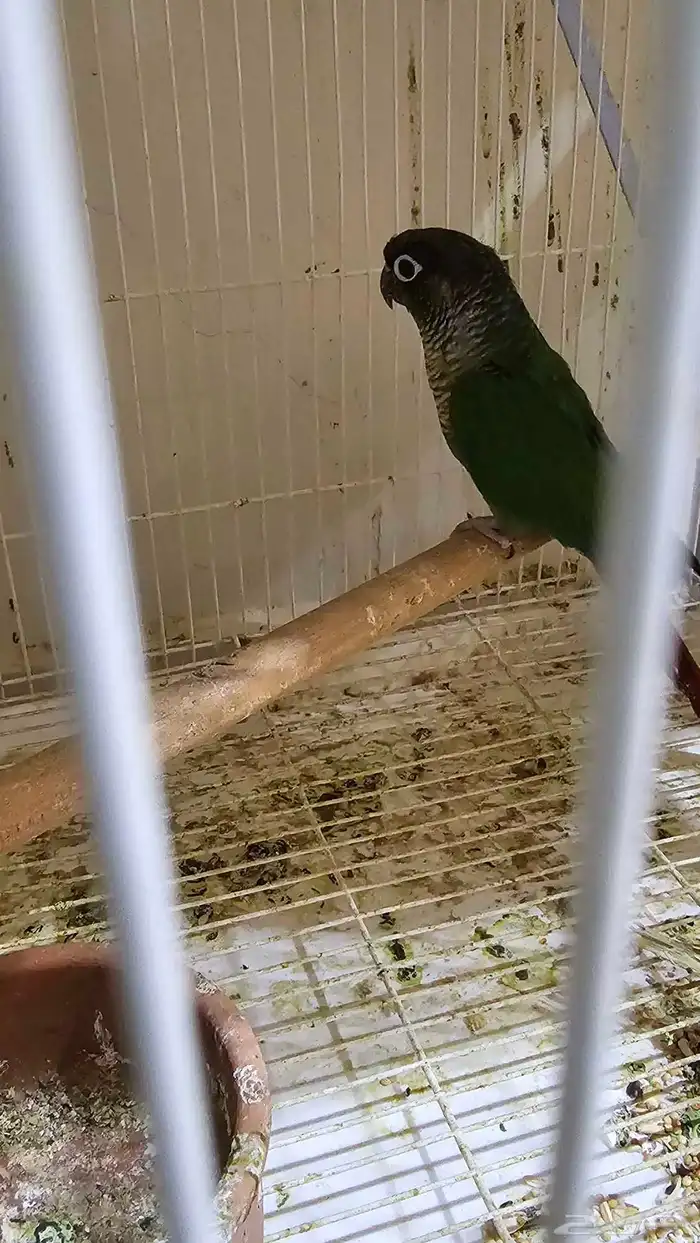 زوج كنيور اناناس   هدشيك 4