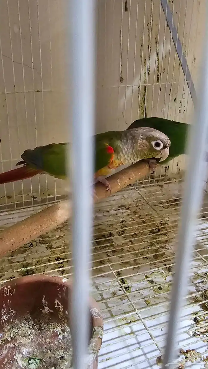 زوج كنيور اناناس   هدشيك 2