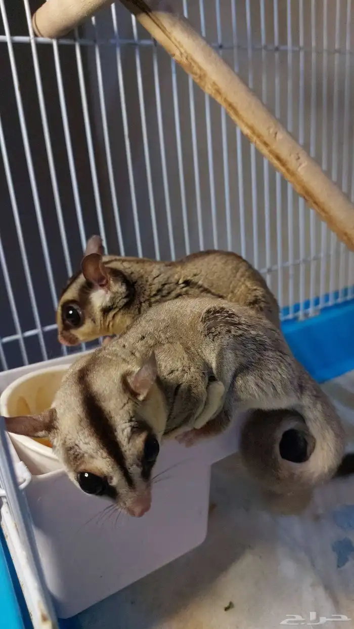 زوج سنجاب طائر منتج 3