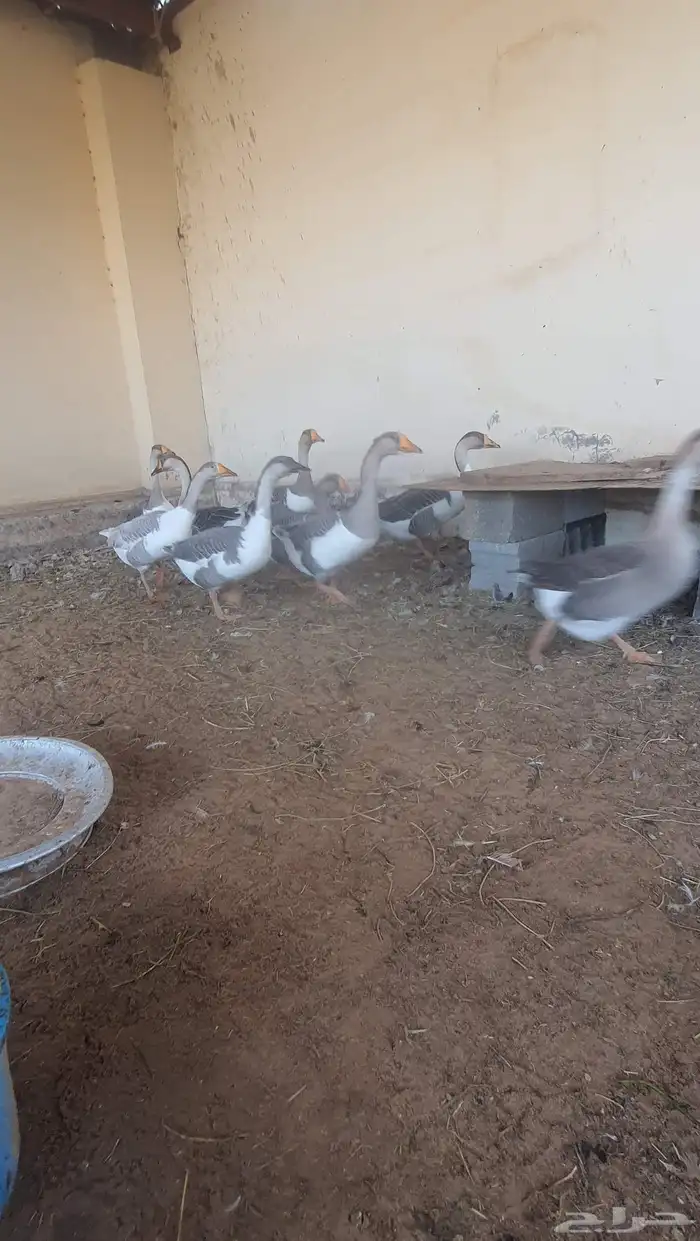 للبيع وز العدد 12 وزه على بدايه البيض 2