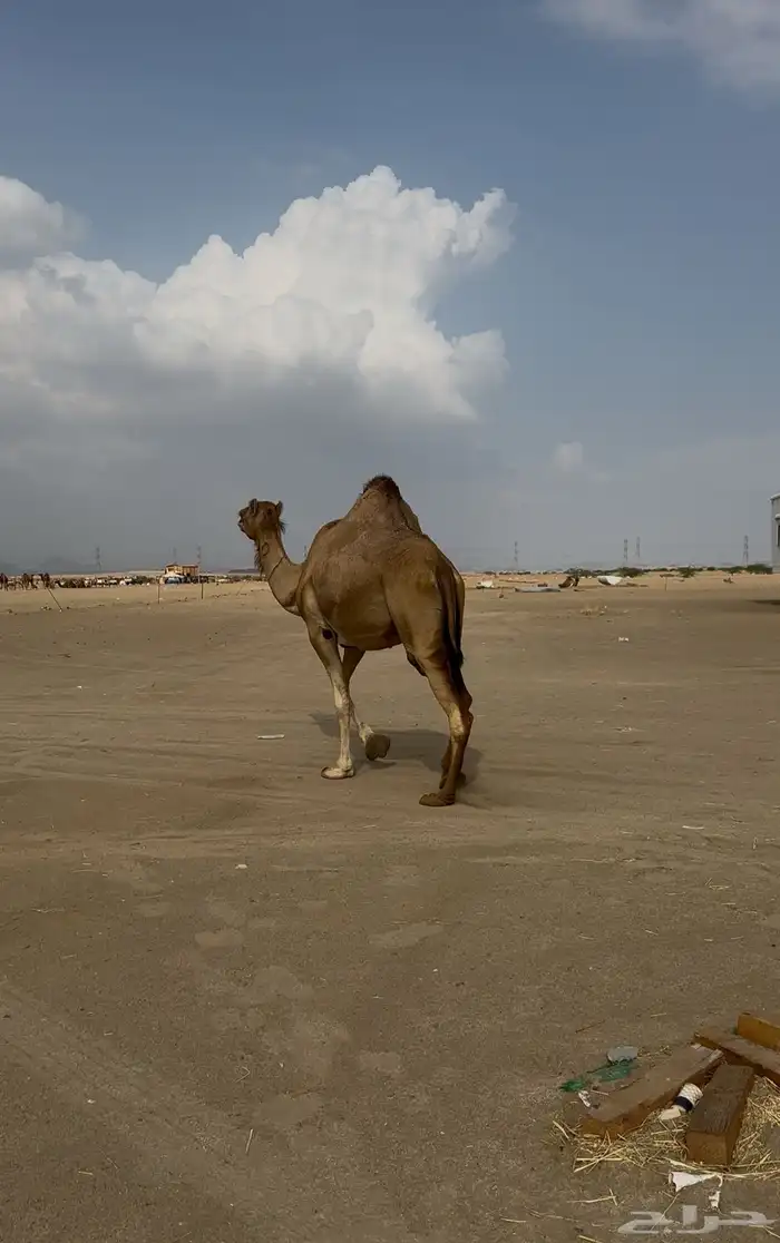 لقحه للبيع 5