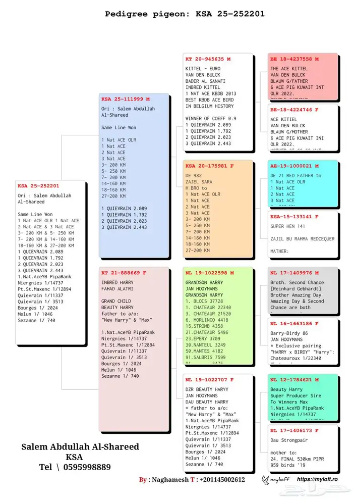 زواج حمام زاجل سباق 3