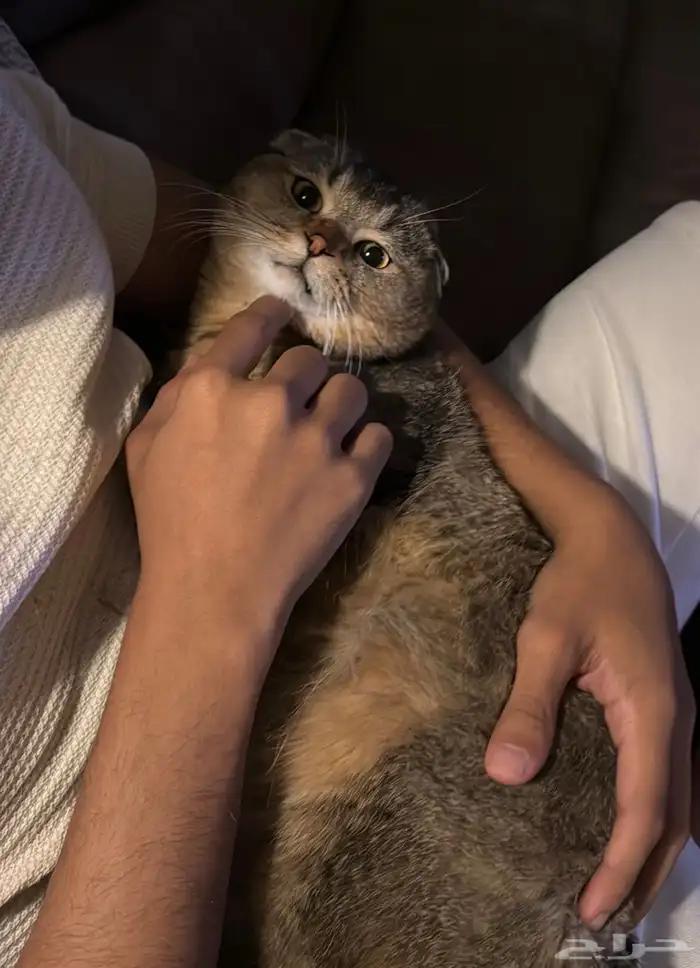 قط سكوتش للبيع 0